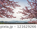 桜並木の間から差す光 121629266