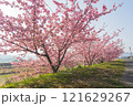 河津桜が満開 121629267