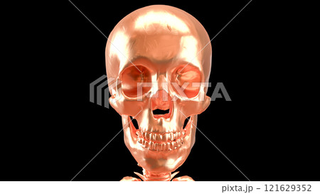 The Copper skeleton on black background for education or sci concept 3d rendering. The Copper skeleton on black background for education or sci concept 3d rendering. 121629352