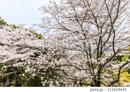 琴海中央公園の桜【長崎市】 121629445