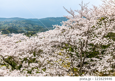琴海中央公園の桜【長崎市】 121629446
