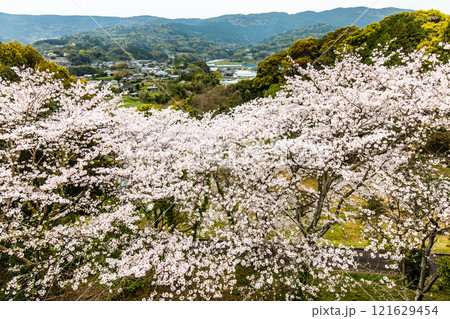 琴海中央公園の桜【長崎市】 琴海中央公園の桜【長崎市】 121629454