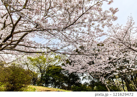 琴海中央公園の桜【長崎市】 121629472
