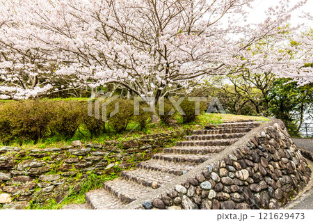 琴海中央公園の桜【長崎市】 121629473