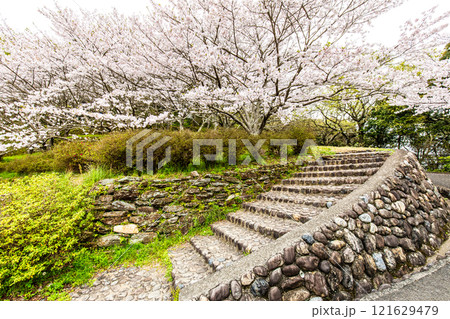琴海中央公園の桜【長崎市】 121629479
