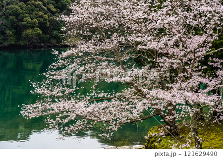 琴海中央公園の桜【長崎市】 121629490