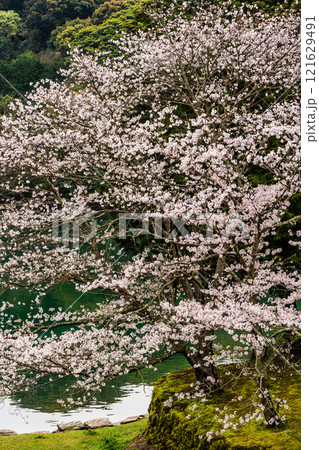 琴海中央公園の桜【長崎市】 121629491