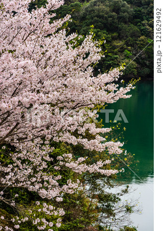 琴海中央公園の桜【長崎市】 琴海中央公園の桜【長崎市】 121629492