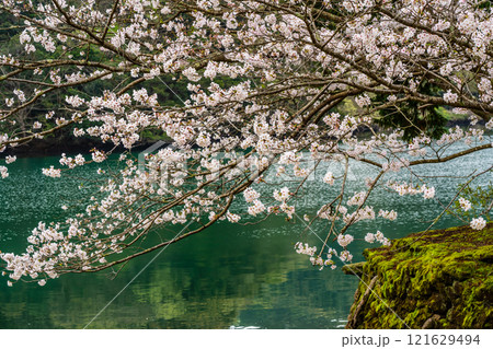 琴海中央公園の桜【長崎市】 121629494