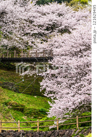 琴海中央公園の桜【長崎市】 121629495