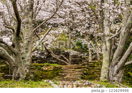 琴海中央公園の桜【長崎市】 121629498