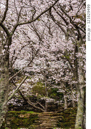 琴海中央公園の桜【長崎市】 琴海中央公園の桜【長崎市】 121629499