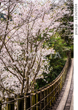 琴海中央公園の桜【長崎市】 121629504
