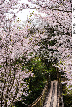 琴海中央公園の桜【長崎市】 121629505