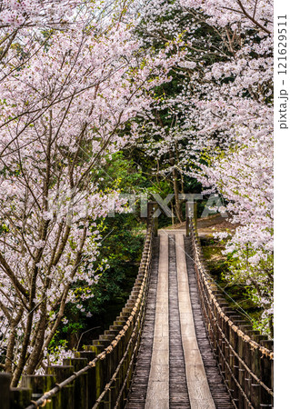 琴海中央公園の桜【長崎市】 121629511