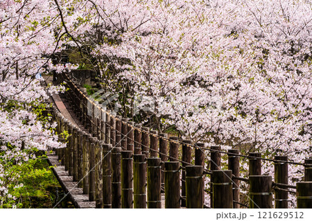 琴海中央公園の桜【長崎市】 121629512