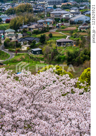 琴海中央公園の桜【長崎市】 琴海中央公園の桜【長崎市】 121629521