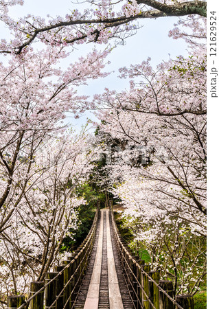 琴海中央公園の桜【長崎市】 121629524