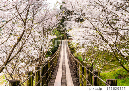 琴海中央公園の桜【長崎市】 121629525