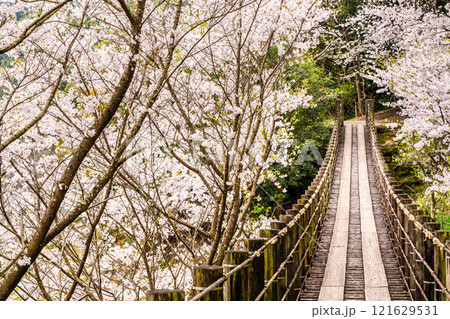 琴海中央公園の桜【長崎市】 121629531