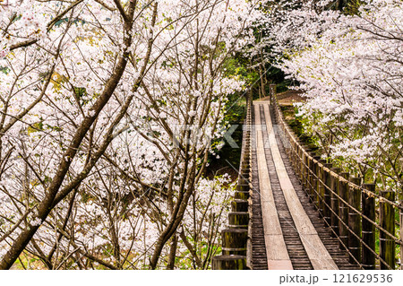 琴海中央公園の桜【長崎市】 121629536