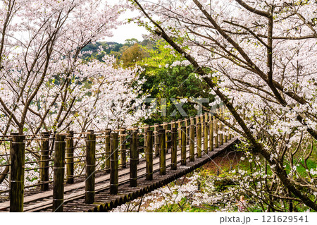 琴海中央公園の桜【長崎市】 121629541