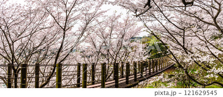 琴海中央公園の桜　パノラマ【長崎市】 121629545
