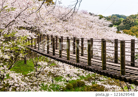 琴海中央公園の桜【長崎市】 121629548