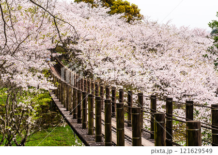 琴海中央公園の桜【長崎市】 121629549