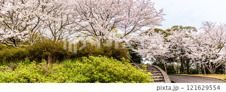 琴海中央公園の桜 パノラマ【長崎市】 琴海中央公園の桜 パノラマ【長崎市】 121629554