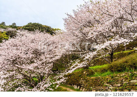 琴海中央公園の桜【長崎市】 121629557