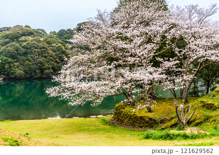 琴海中央公園の桜【長崎市】 121629562