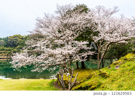 琴海中央公園の桜【長崎市】 琴海中央公園の桜【長崎市】 121629563