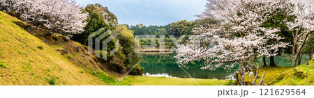 琴海中央公園の桜　パノラマ【長崎市】 121629564