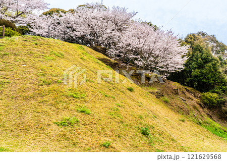 琴海中央公園の桜【長崎市】 琴海中央公園の桜【長崎市】 121629568