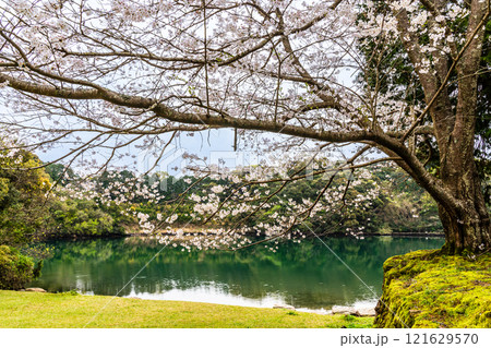 琴海中央公園の桜【長崎市】 121629570