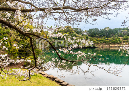 琴海中央公園の桜【長崎市】 121629571