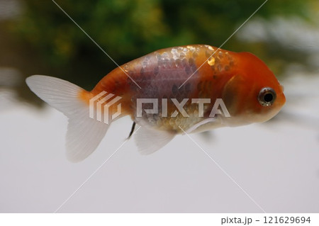 《2024年秋の金魚ショー》金魚、ライト、紅葉の絶妙の組み合わせ 《2024年秋の金魚ショー》金魚、ライト、紅葉の絶妙の組み合わせ 121629694