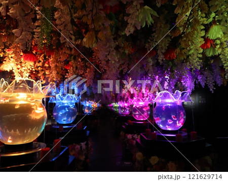 《2024年秋の金魚ショー》金魚、ライト、紅葉の絶妙の組み合わせ 121629714