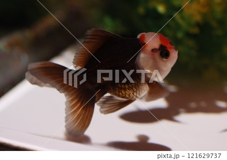 《2024年秋の金魚ショー》金魚、ライト、紅葉の絶妙の組み合わせ 121629737