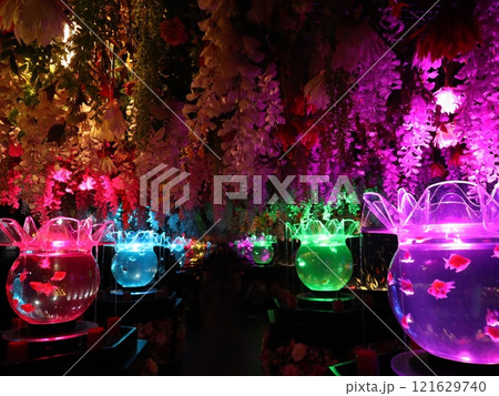 《2024年秋の金魚ショー》金魚、ライト、紅葉の絶妙の組み合わせ 121629740