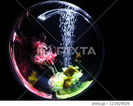 《2024年秋の金魚ショー》金魚、ライト、紅葉の絶妙の組み合わせ 121629826