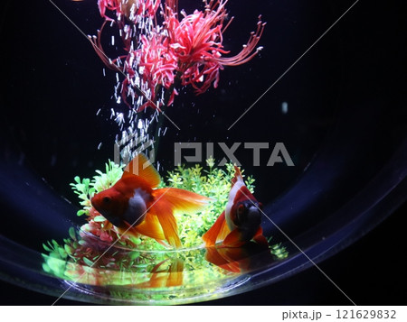 《2024年秋の金魚ショー》金魚、ライト、紅葉の絶妙の組み合わせ 121629832