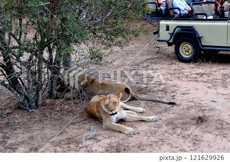 サファリ中に遭遇したライオン 121629926