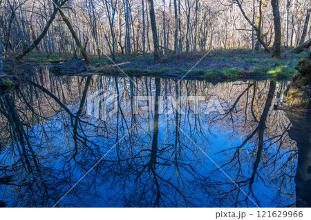 静寂に包まれた池に映る落葉樹の情景 静寂に包まれた池に映る落葉樹の情景 121629966