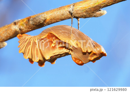 ジャコウアゲハの蛹 ジャコウアゲハの蛹 121629980