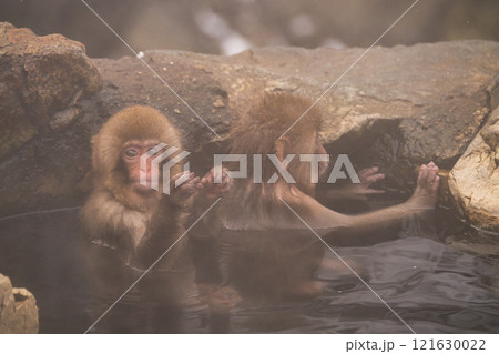 地獄谷野猿公苑 地獄谷野猿公苑 121630022