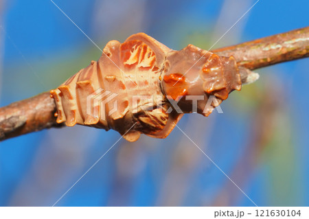 ジャコウアゲハの蛹 ジャコウアゲハの蛹 121630104