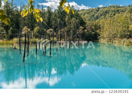 【美瑛町白金 青空の青い池と水鏡】 【美瑛町白金 青空の青い池と水鏡】 121630191