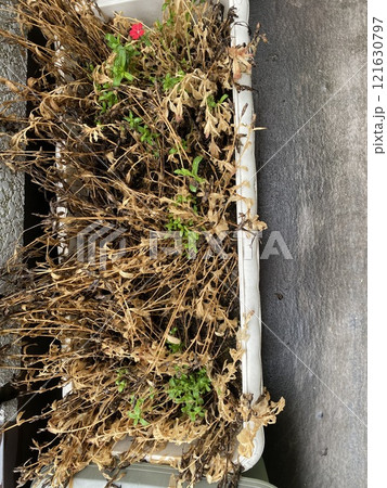 花の枯れたプランター 花の枯れたプランター 121630797